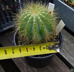 thn_Eriocactus magnificus 40-velikost.jpg